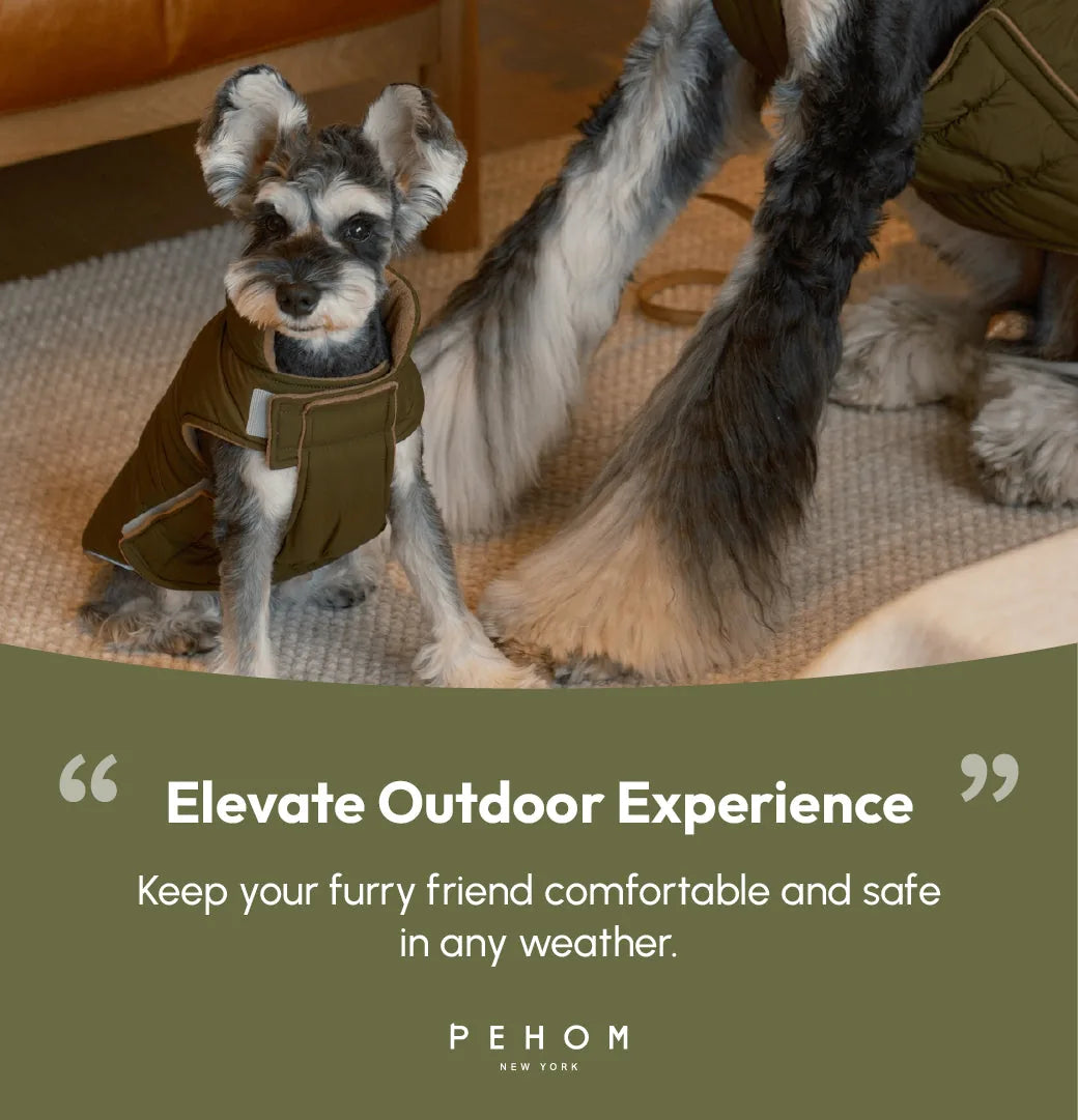 Reversible green and brown dog vest jacket on a small dog, featuring adjustable Velcro and a cozy design.
