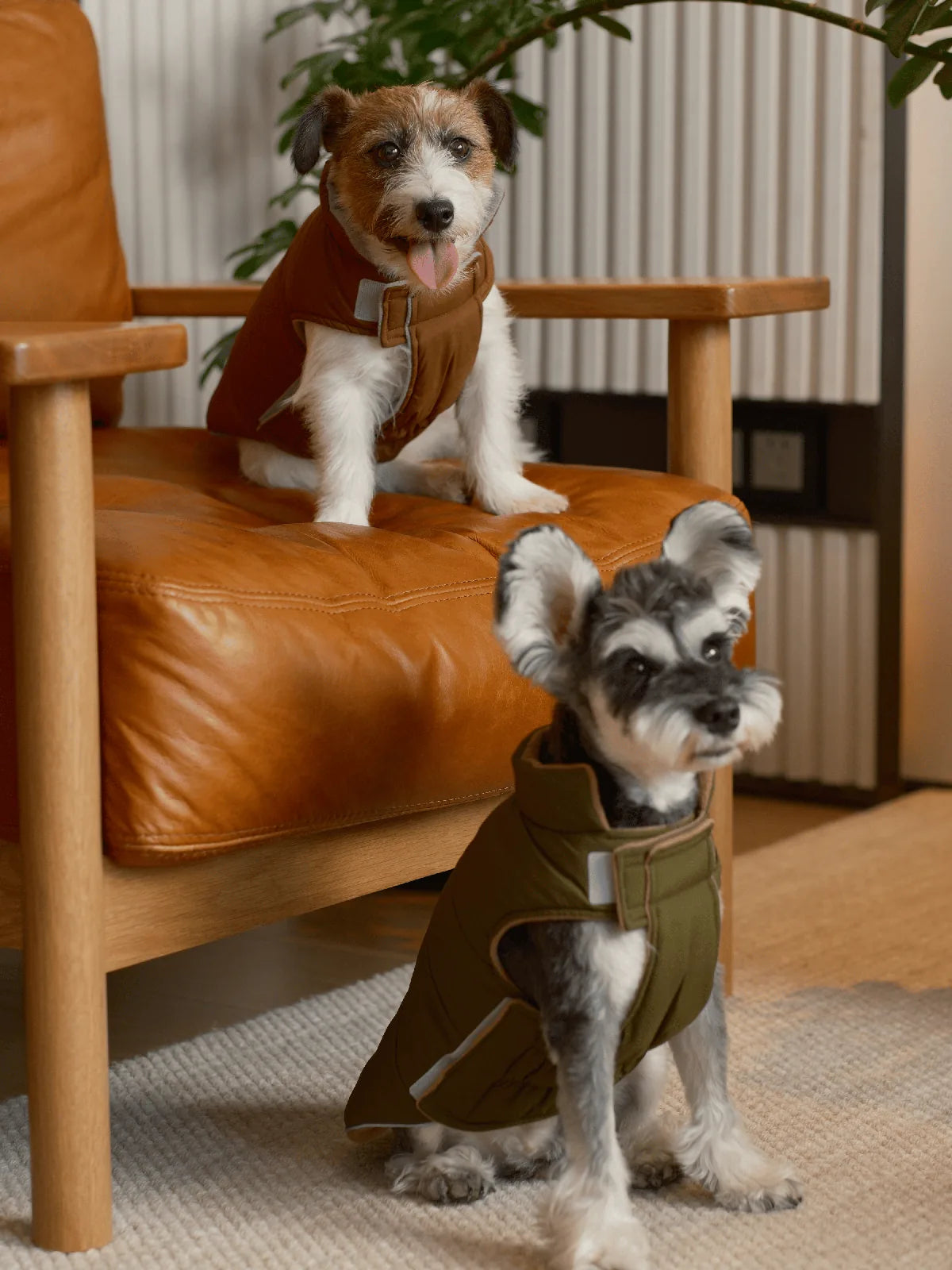 Two dogs wearing reversible vests, one in brown and the other in green, sitting on a leather chair in a cozy room.