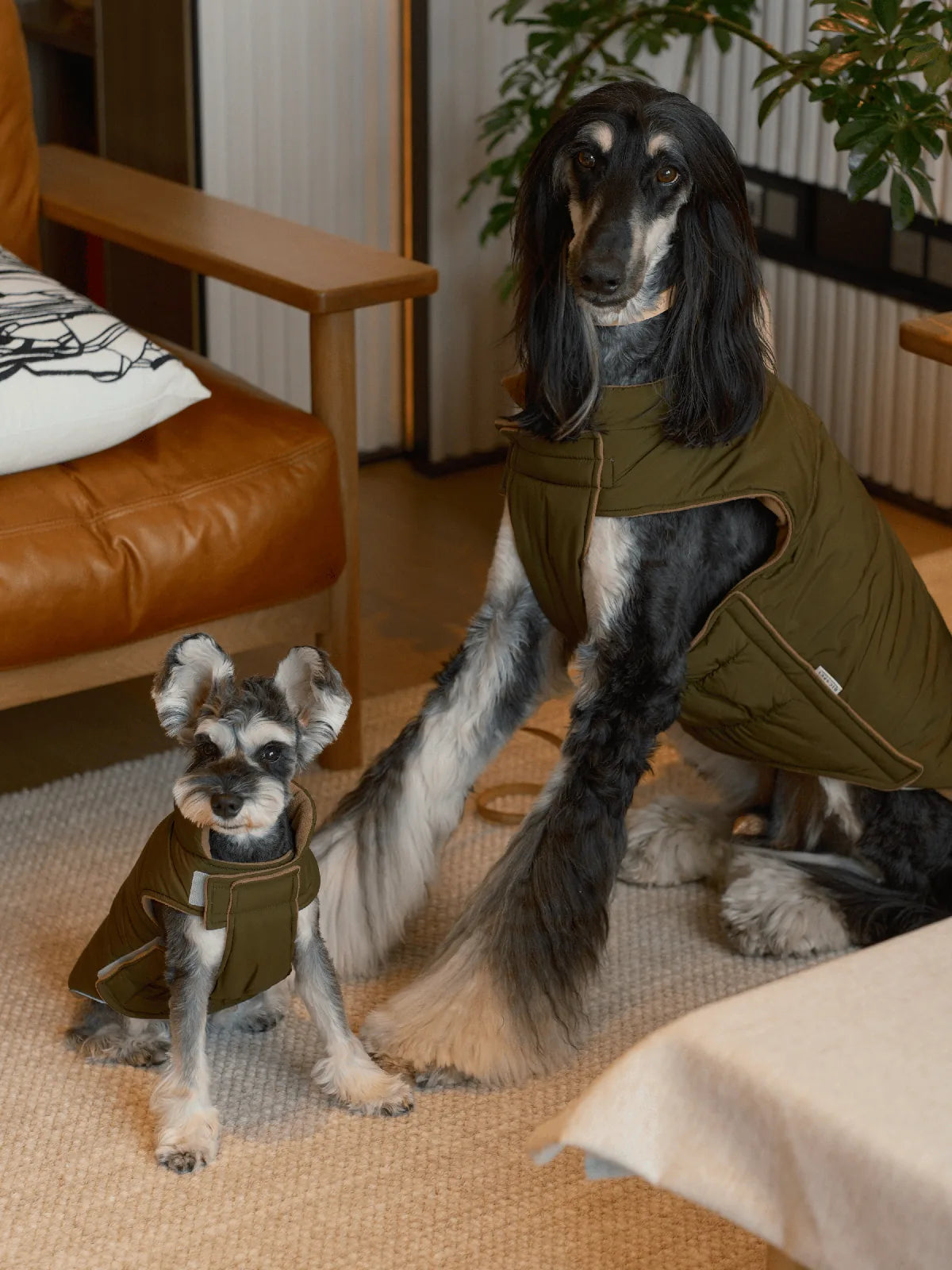 Reversible green and brown dog vest jackets on a larger and smaller dog, showcasing a stylish and warm design.
