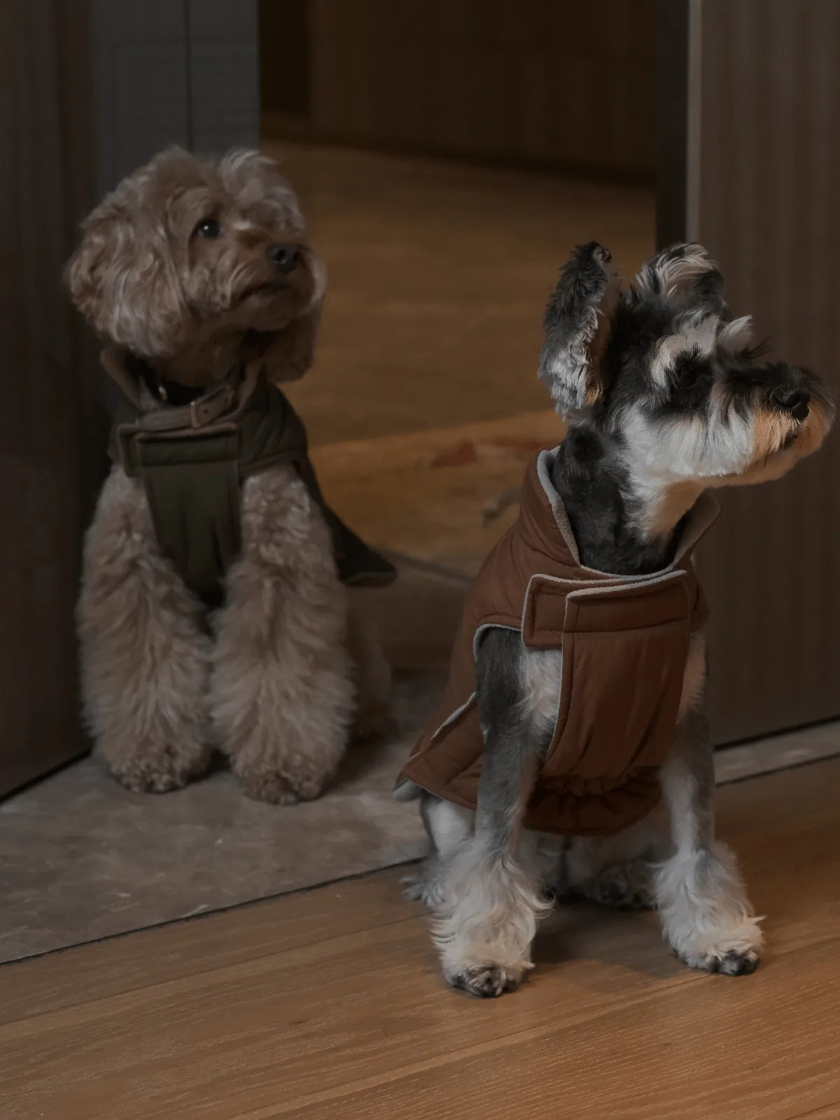 Reversible orange and grey dog vest jacket on a small dog with fluffy fur, showcasing adjustable Velcro closures.