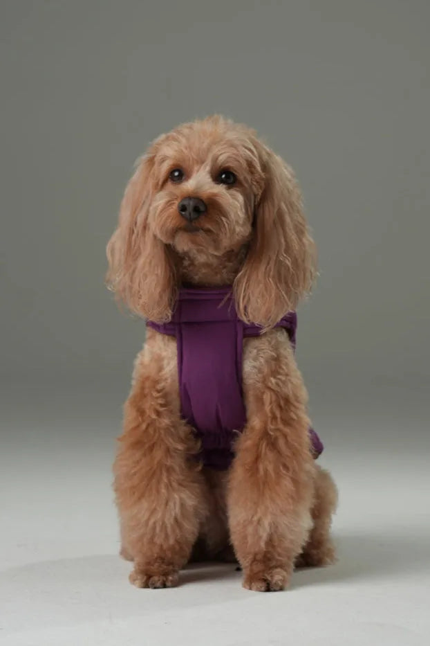 Fluffy dog wearing a purple caramel reversible vest jacket, sitting gracefully against a neutral backdrop.