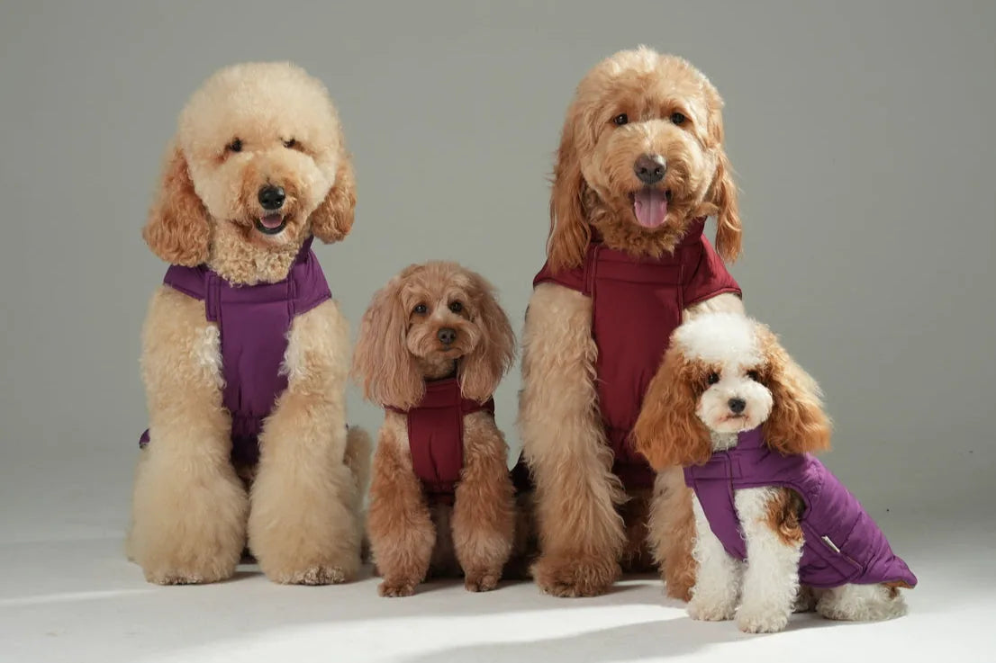 Four dogs in reversible pet vests, featuring purple and maroon color-block designs, showcasing comfort and style.