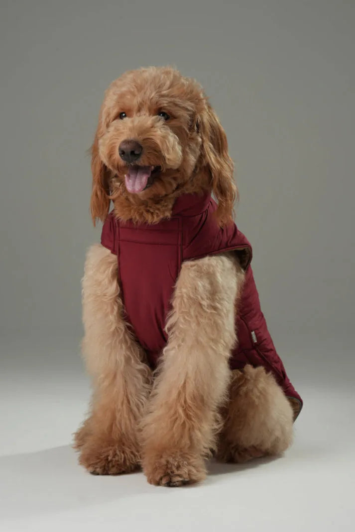 Reversible dog vest jacket in red-brown on a fluffy dog, showcasing a snug fit and stylish design for outdoor comfort.