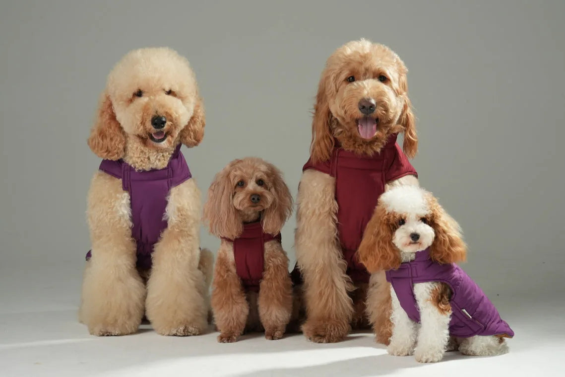 Four dogs wearing reversible dog vest jackets in red and brown colors, showcasing a stylish and cozy look.