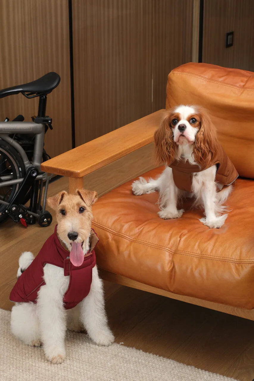 Reversible dog vest jacket in red and brown on two dogs, showcasing its stylish color-block design and adjustable fit.