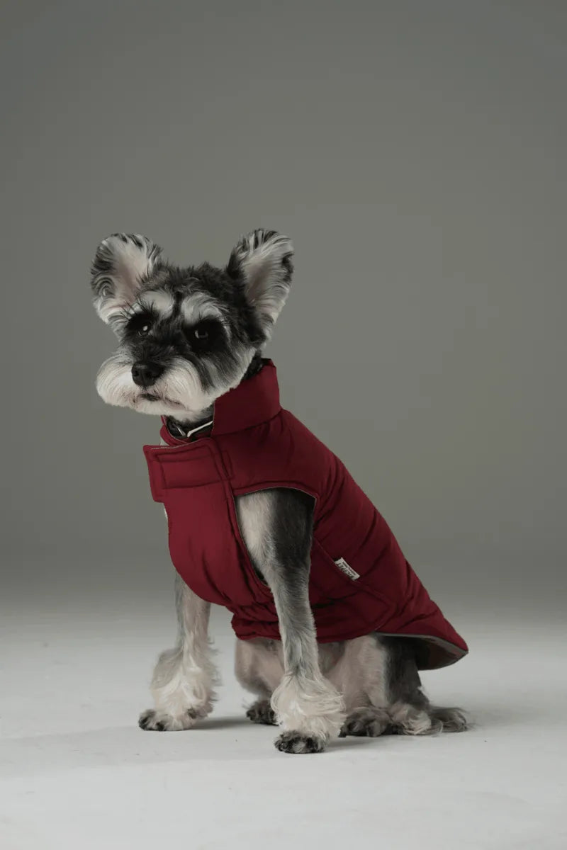 Reversible red and brown dog vest jacket on a schnauzer, featuring a sleek design and adjustable fit.