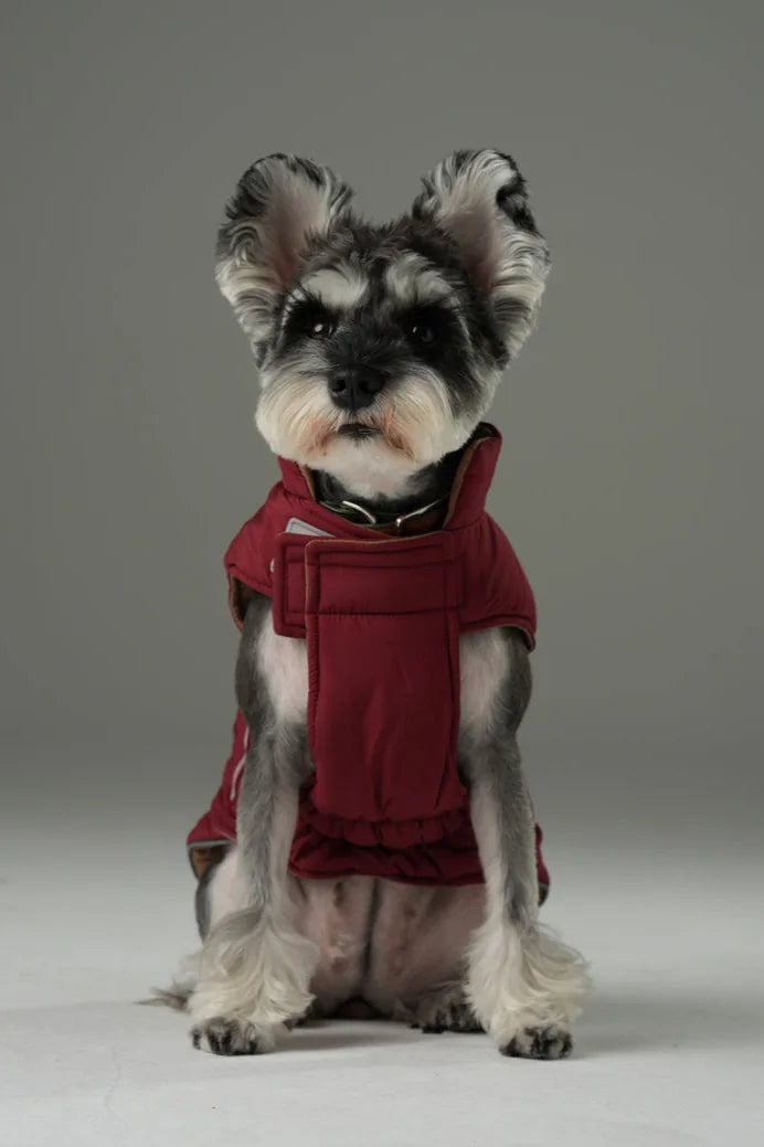 Reversible red and brown dog vest jacket on a small dog, featuring adjustable straps and a cozy fit.