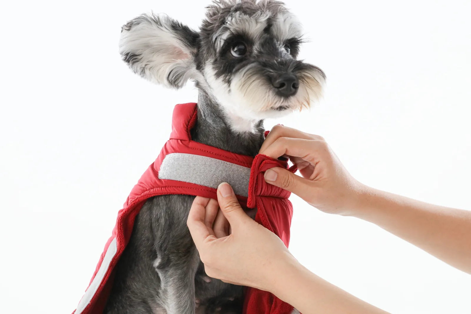 Adjustable red reversible dog vest jacket being put on a small dog, featuring a thick lining and reflective detail.