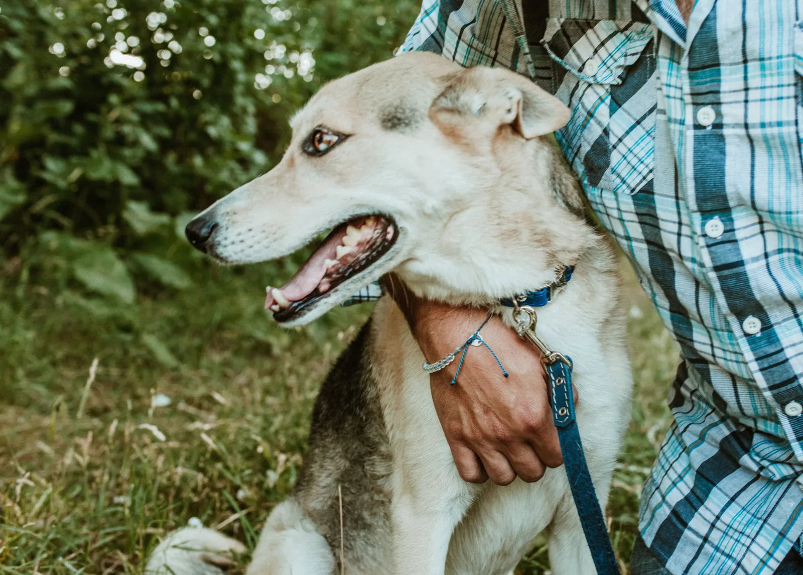 Blue leather rolled dog collar with quick-release buckle, worn by a dog sitting beside a person in a plaid shirt.