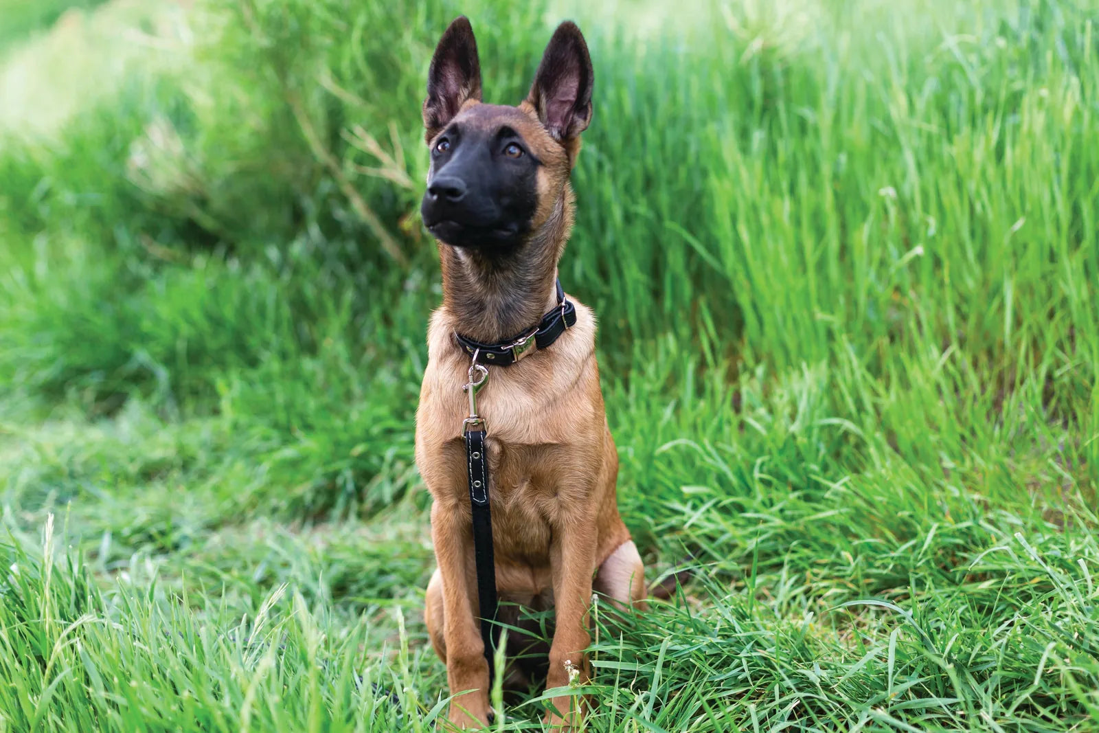 Rolled pink leather dog collar with quick-release buckle worn by a seated dog in a lush green field.