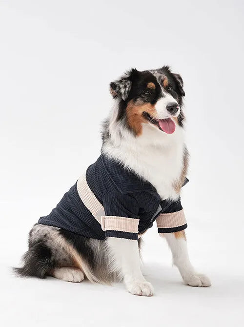 Dog in a blue and beige velvet double collar blazer, featuring contrasting colors and adjustable Velcro closures.