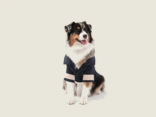 Blue beige velvet blazer with contrasting colors on a fluffy dog, showcasing adjustable Velcro closures.