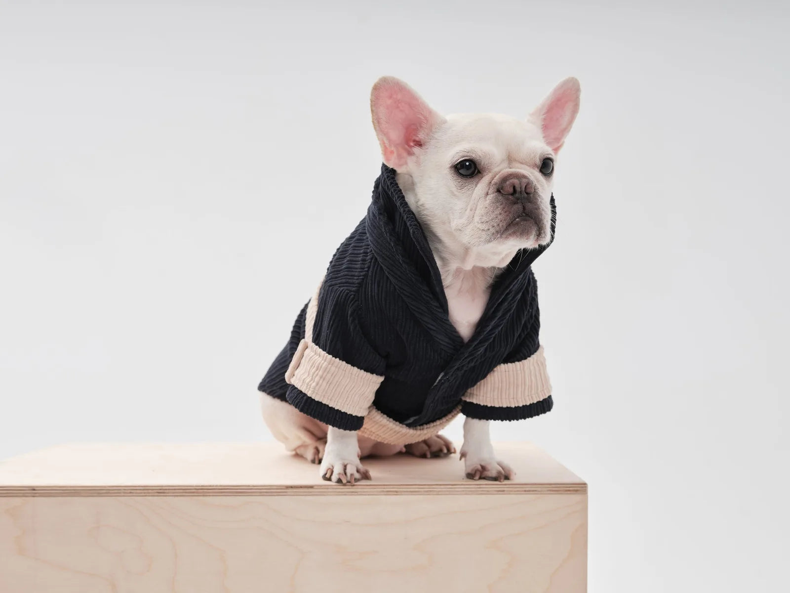 Blue beige velvet collar blazer on a French Bulldog, featuring adjustable closures and a stylish contrasting design.