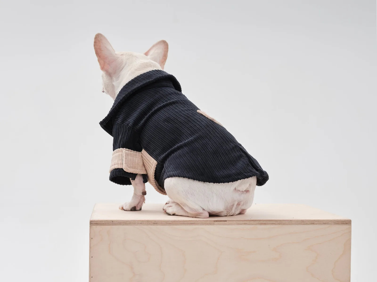 Blue beige velvet dog blazer with a contrasting color design, featuring a collar and Velcro closures for a snug fit.