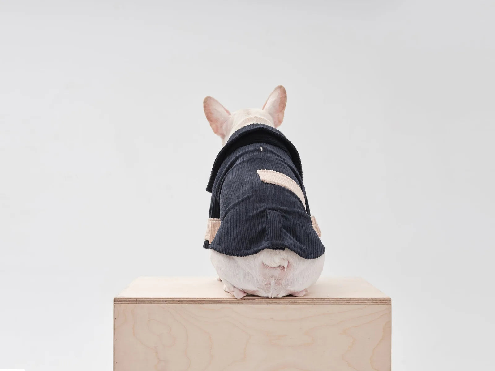 Blue beige velvet dog blazer with contrasting collar, featuring Velcro closures for a comfortable fit.