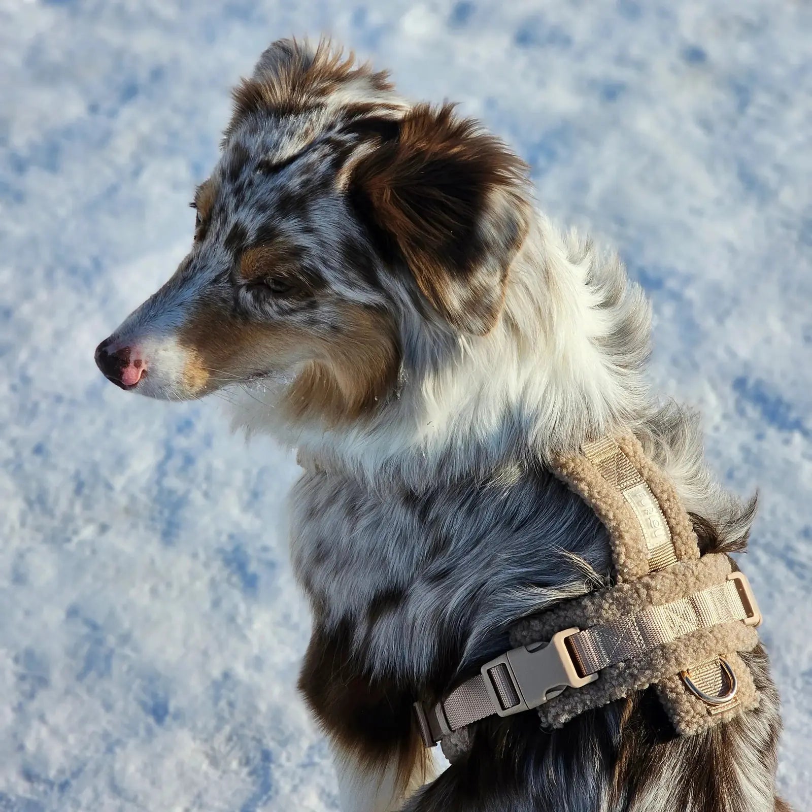 Cozy sand-colored Sherpa dog harness with adjustable straps, fitted on a dog with a unique coat pattern, ideal for walking.