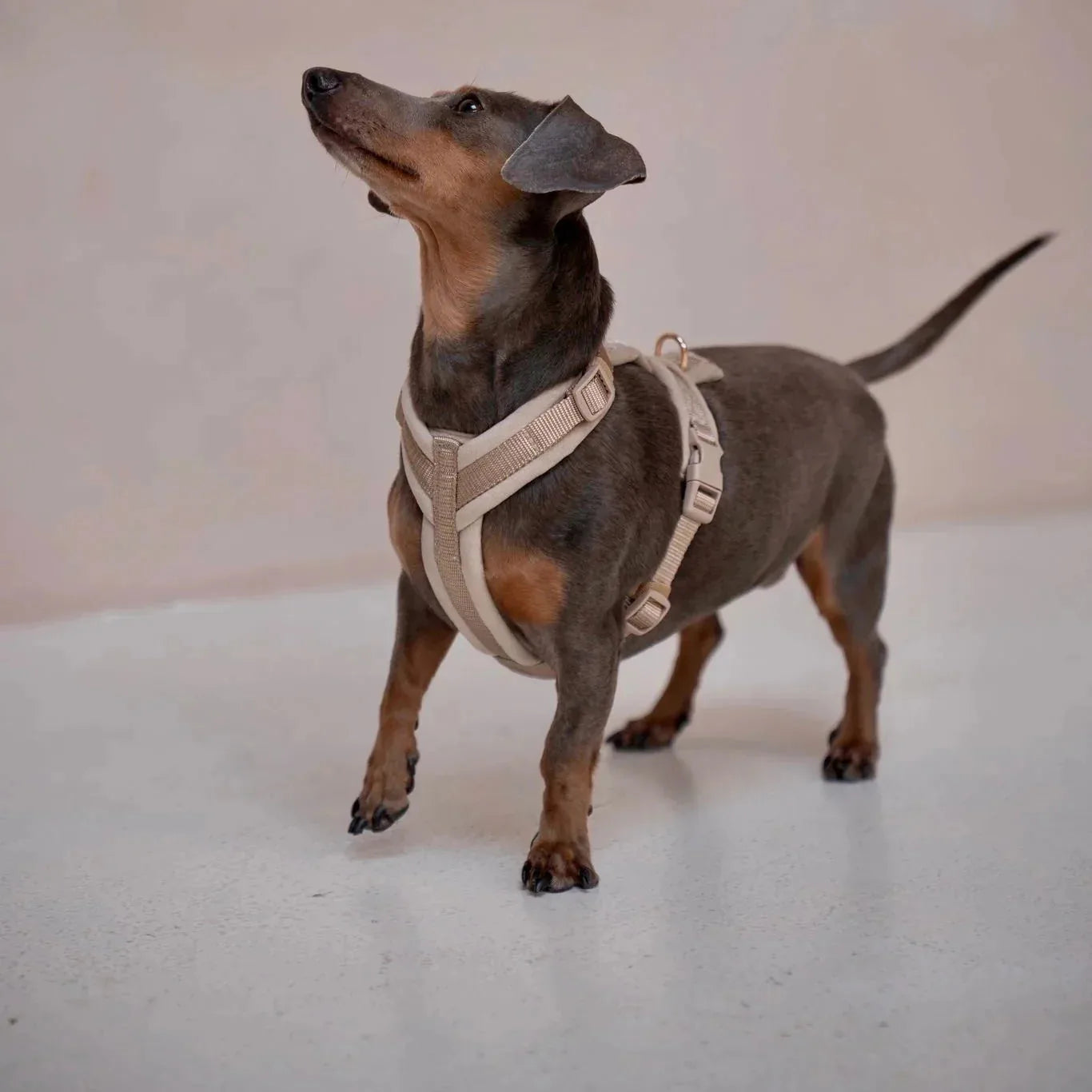 Brown dog wearing a beige velvet harness, standing gracefully with an alert posture on a light floor.