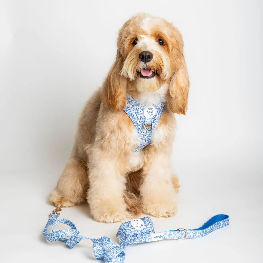 Soft, blue adjustable harness with a fun pattern, worn by a fluffy dog, alongside a matching leash on a neutral background.