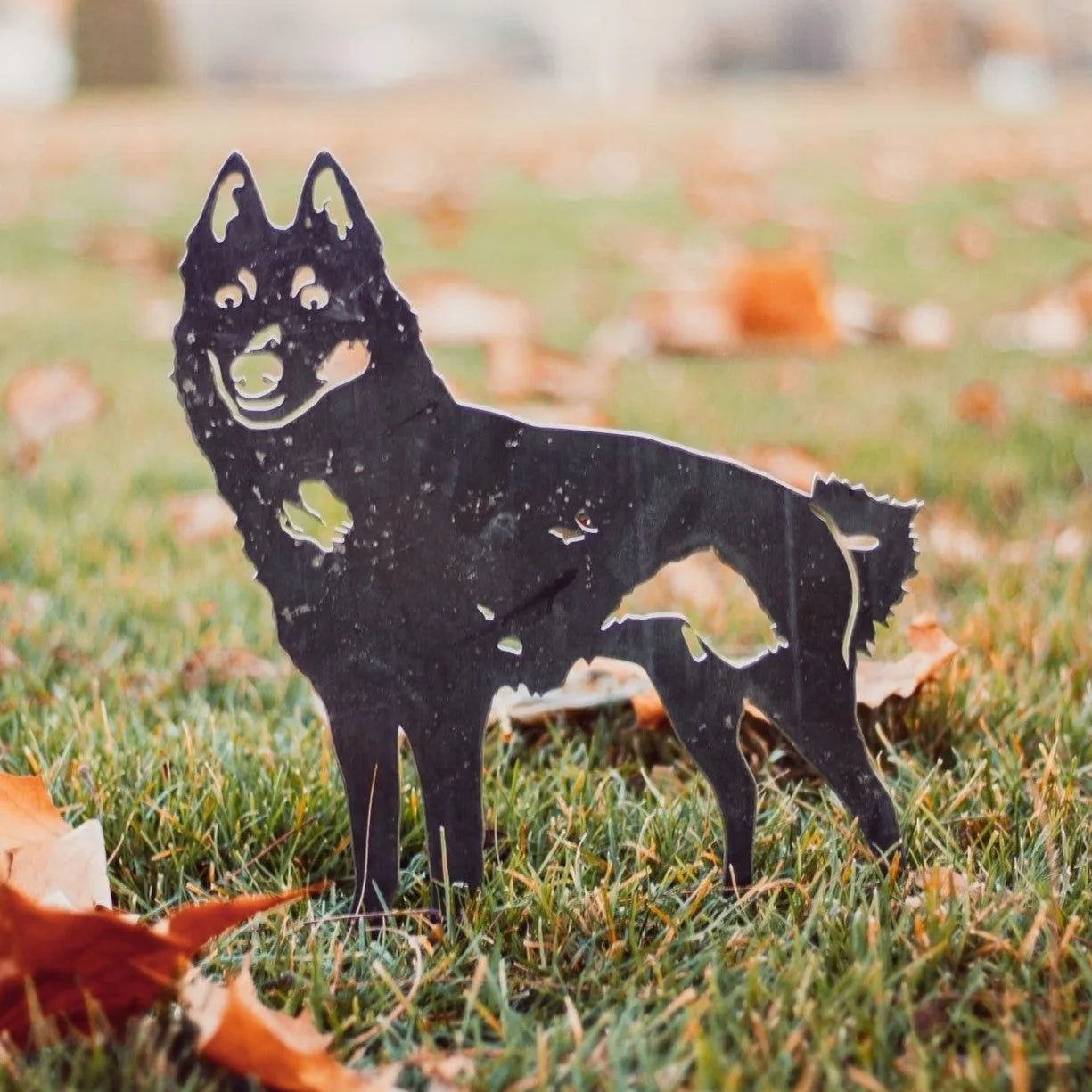 Black Schipperke metal silhouette in a grassy yard, decorated with autumn leaves, showcasing a playful dog design.