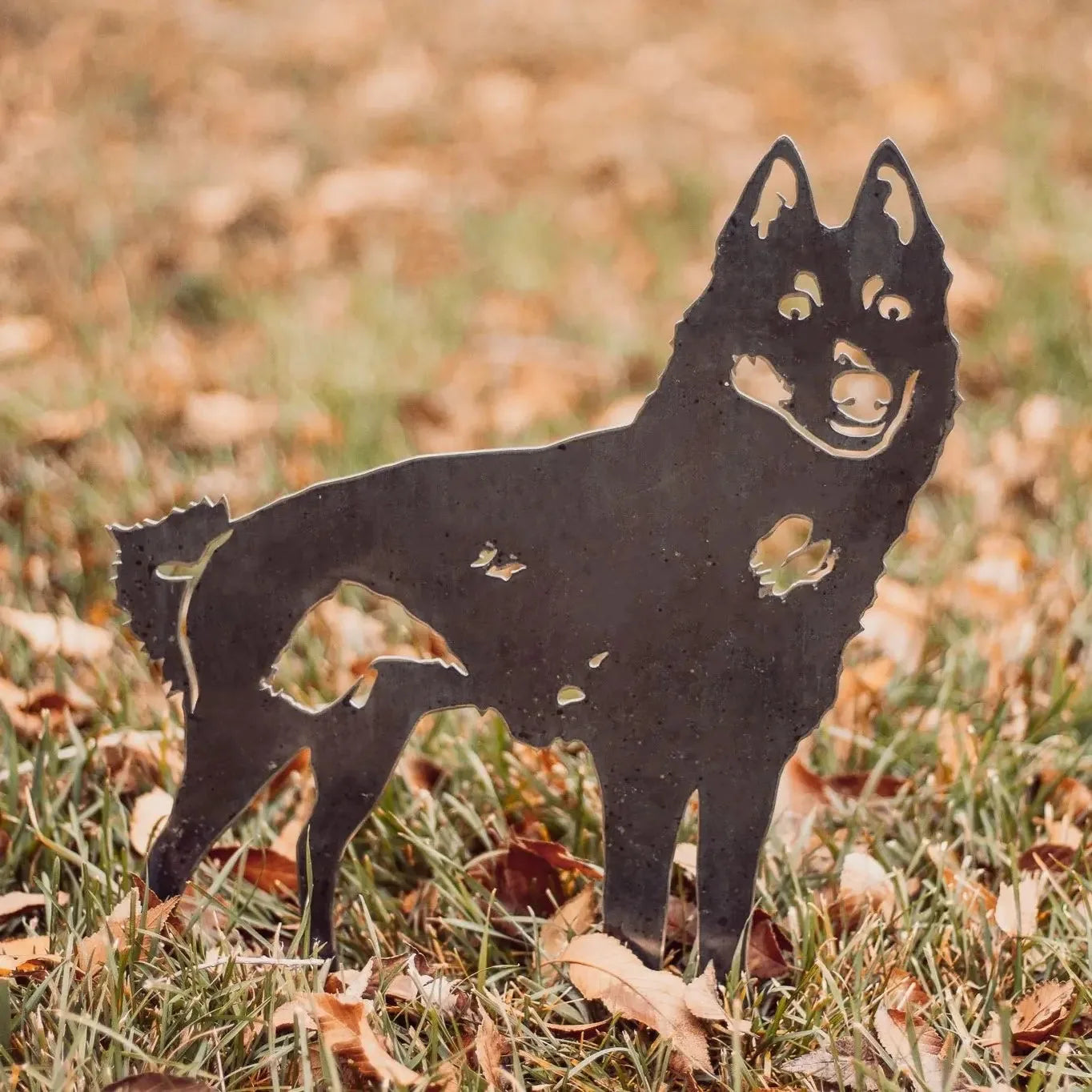 Black Schipperke metal silhouette displayed on grass with autumn leaves, showcasing its rustic design for outdoor decor.