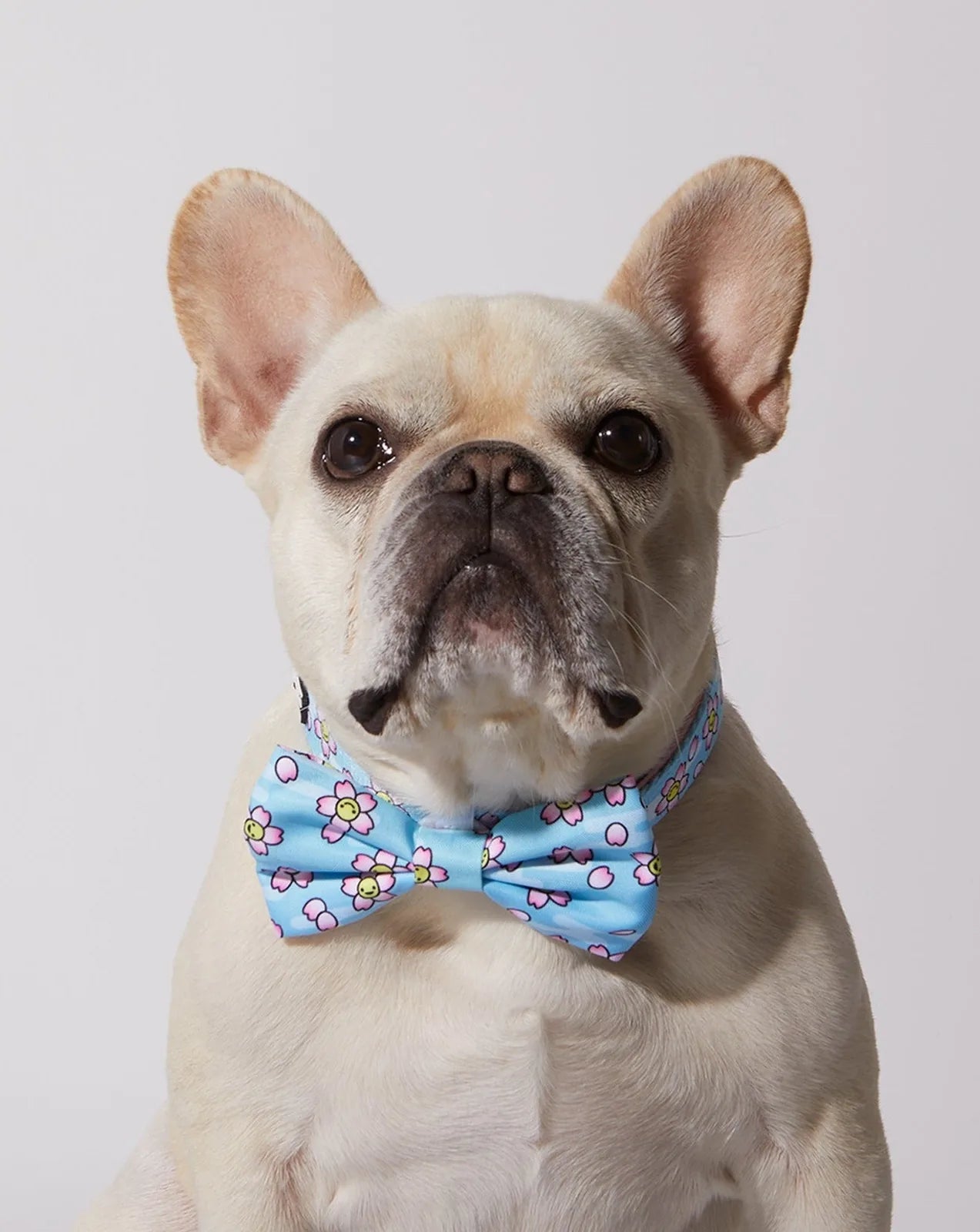 French Bulldog wearing a blue bowtie with pink and yellow flower pattern, showcasing a stylish accessory for dogs.