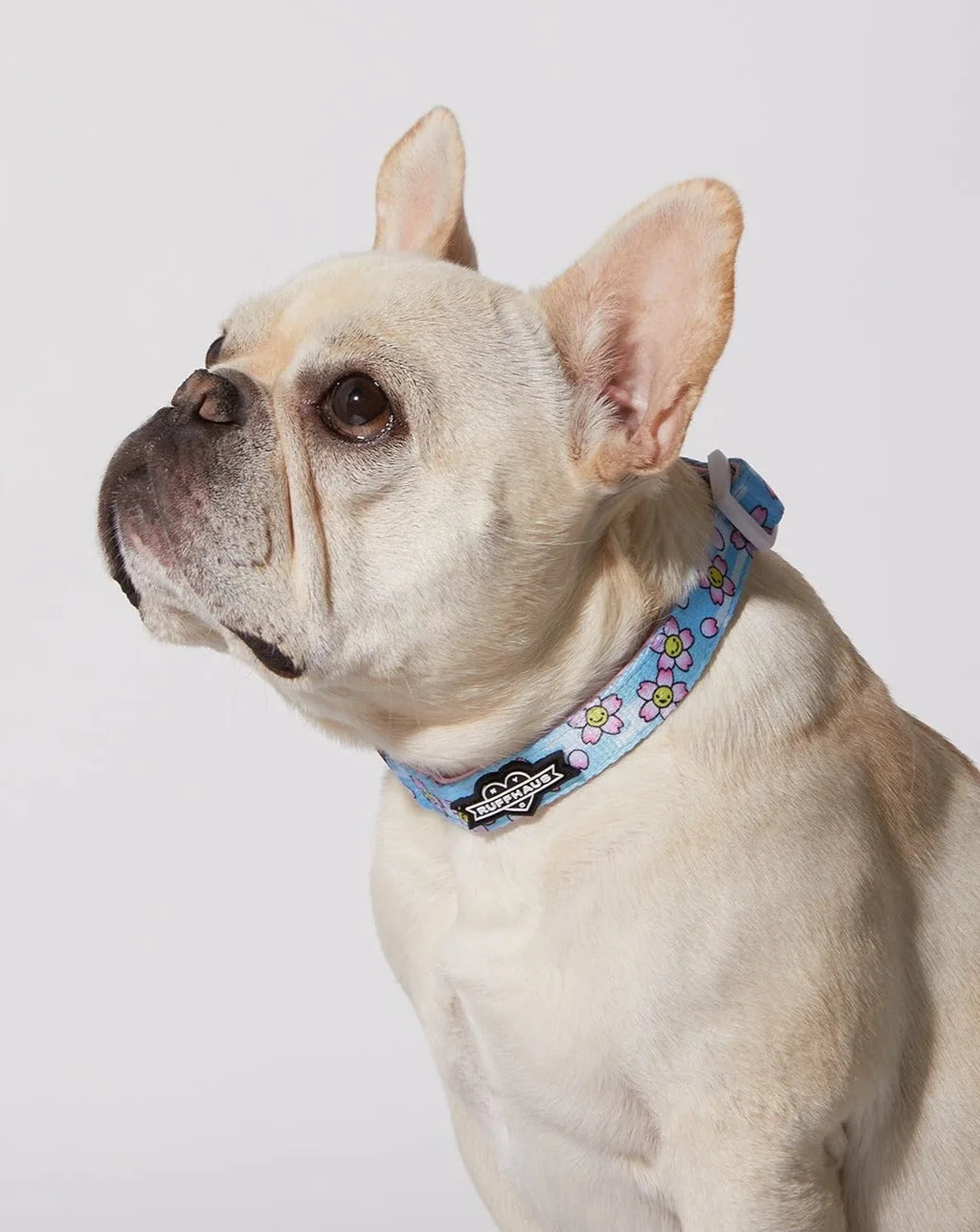 Light blue dog collar with pink floral pattern and matching bowtie, worn by a French Bulldog.