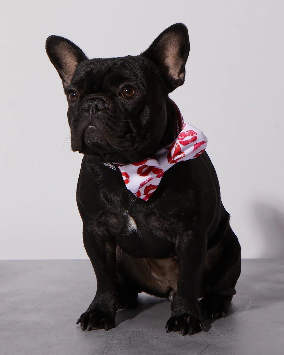 Black French Bulldog wearing a red lip-print bowtie with a black collar, sitting against a light background.