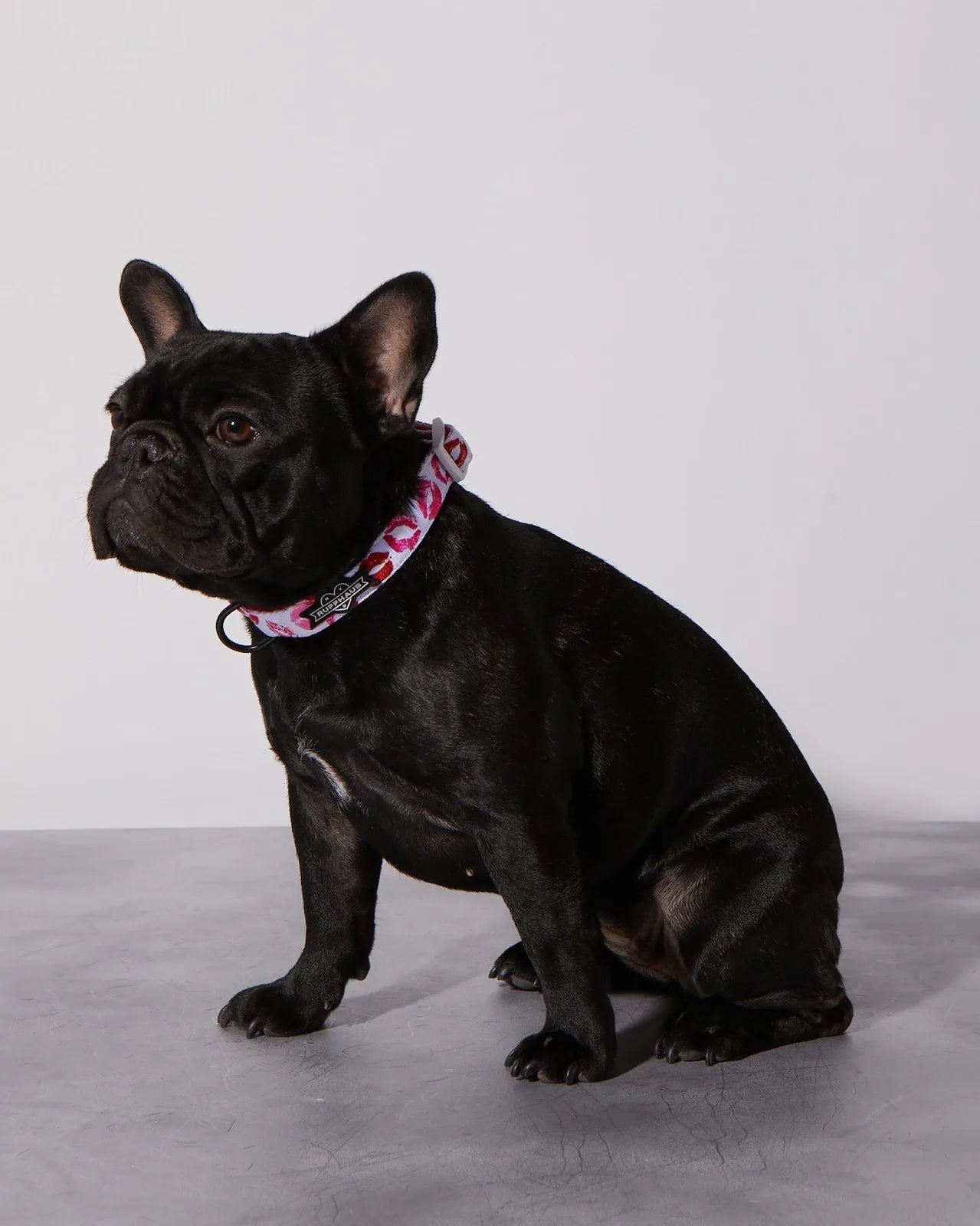 Black dog wearing a pink and red kiss-patterned collar from RUFFHAUS NYC, sitting against a light backdrop.