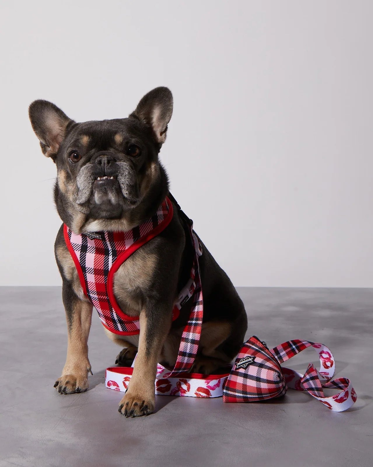 French Bulldog wearing a red plaid harness, sitting with a Smooch My Pooch leash featuring kiss prints on a white background.