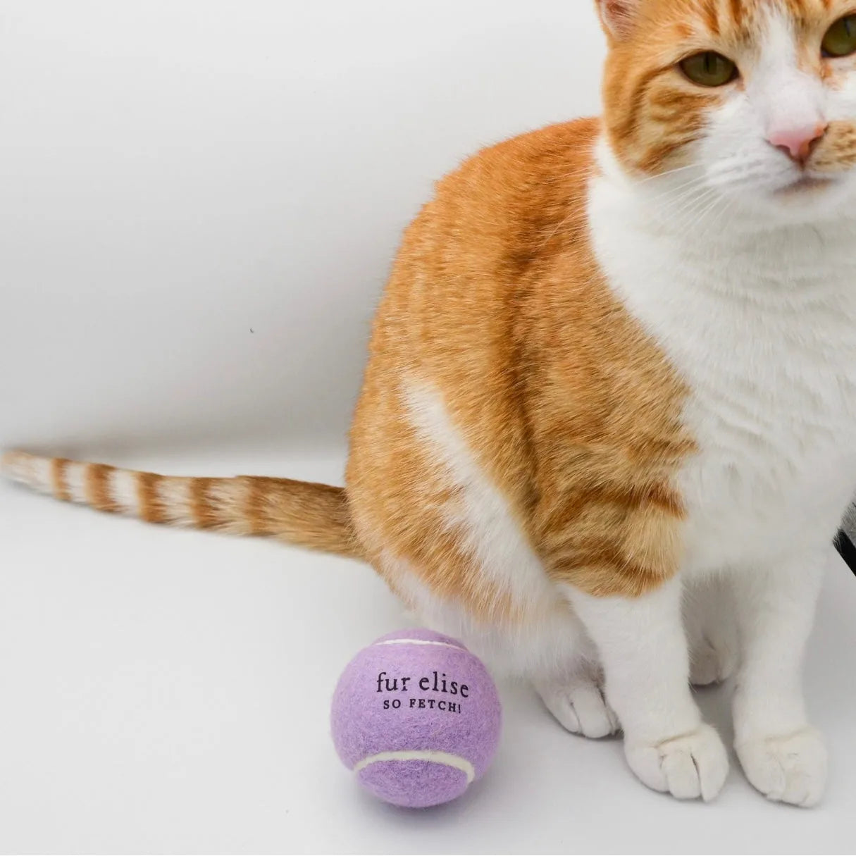 Lilac tennis ball for dogs with "fur elise so fetch" text beside an orange and white cat on a white background.