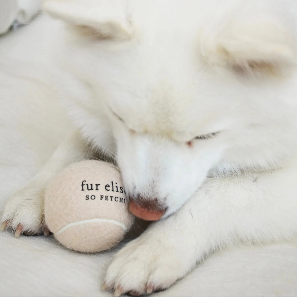 Light beige tennis ball with "fur elise so fetch" text, nestled by a dog's paw on a soft surface.