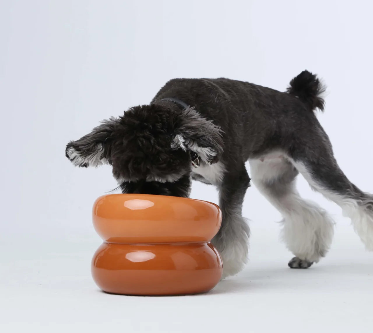 Pet dog with a black and white coat interacting with an amber orange souffle pet bowl.