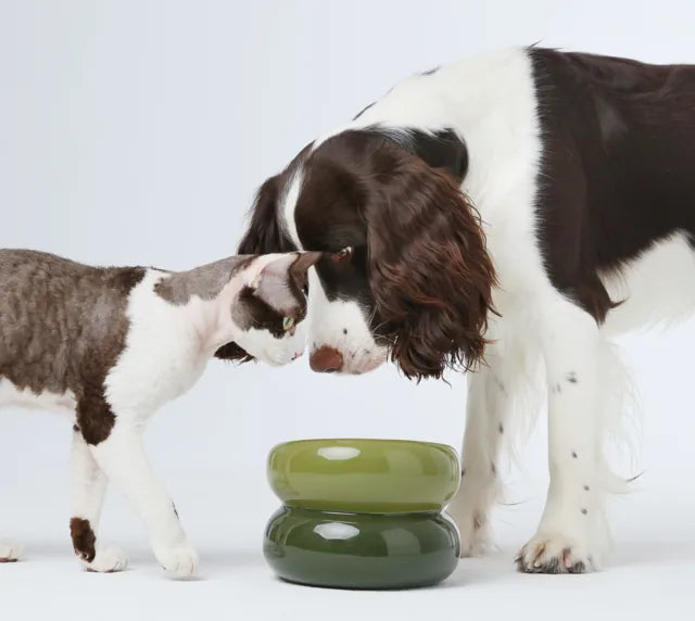 Avocado green soufflé pet bowl with a diagonal opening, surrounded by a dog and cat curiously inspecting it.