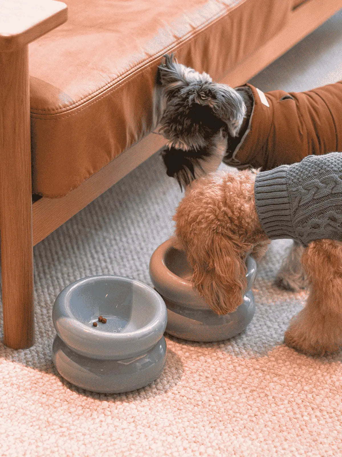 Two dogs eating from Frozen Blue Soufflé Pet Bowls on a light rug near a brown leather couch.