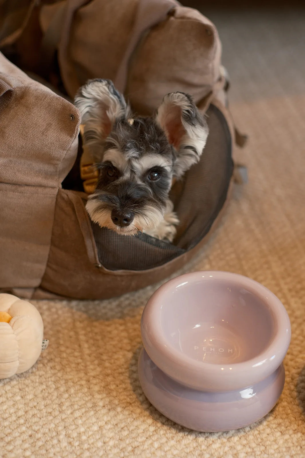 Purple soufflé pet bowl by pehomnyc, featuring a modern design with a comfortable eating angle, beside a dog in a cozy bed.