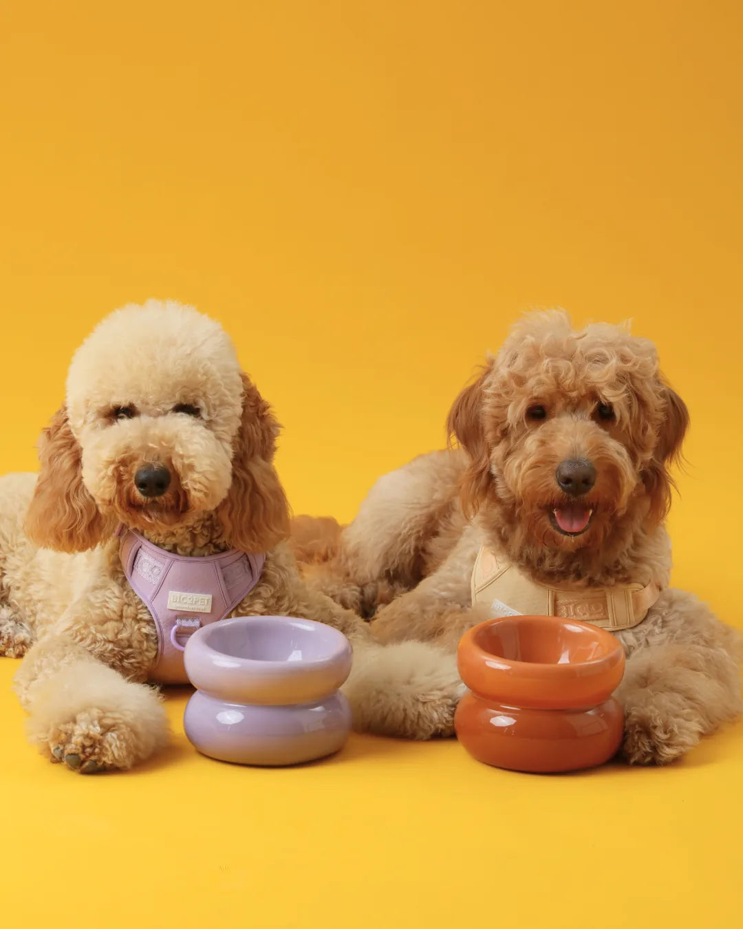 Purple soufflé pet bowl resting on a yellow background, alongside a dog wearing a matching harness.