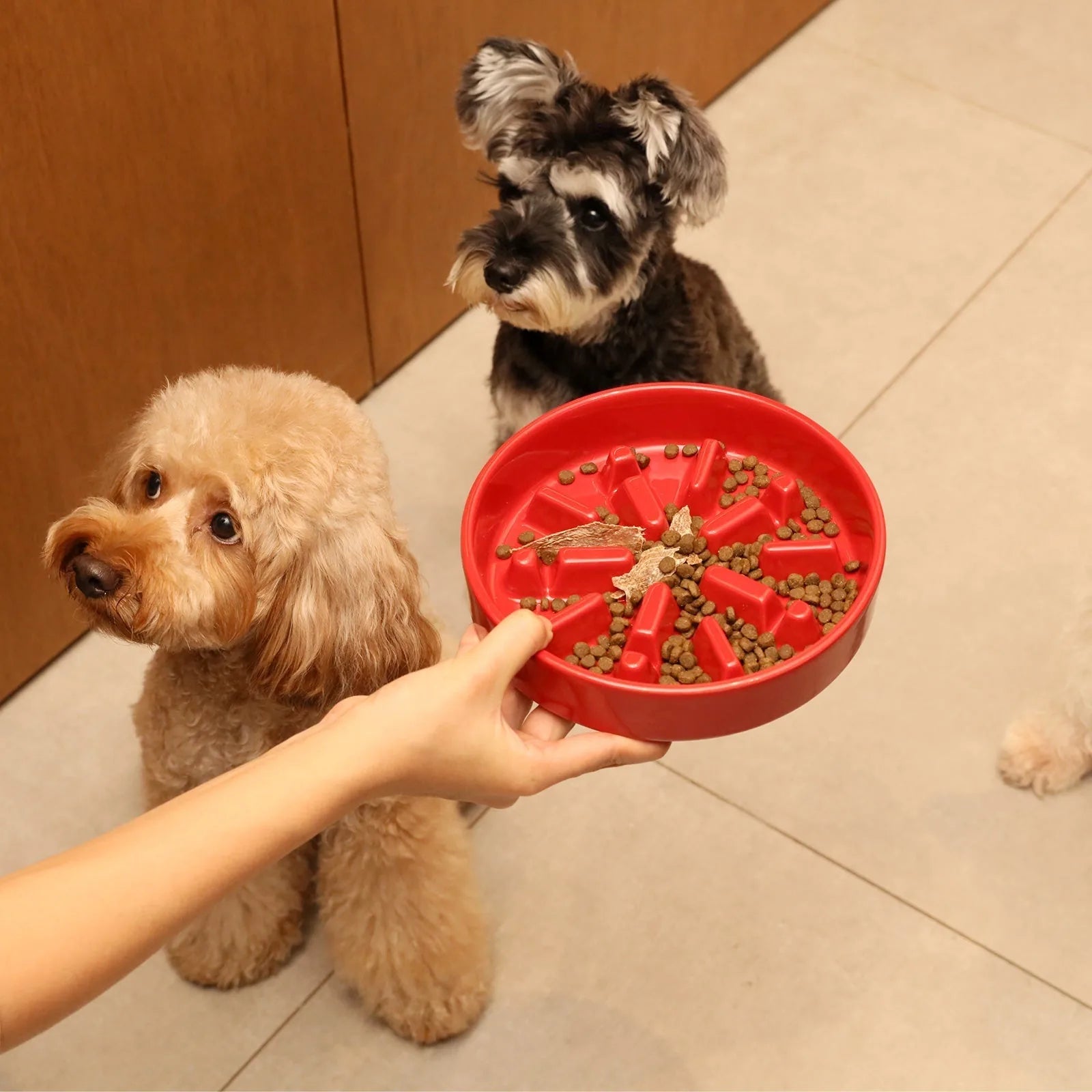 Red slow feeder dog bowl with food, held by a person, with two dogs curiously looking on.