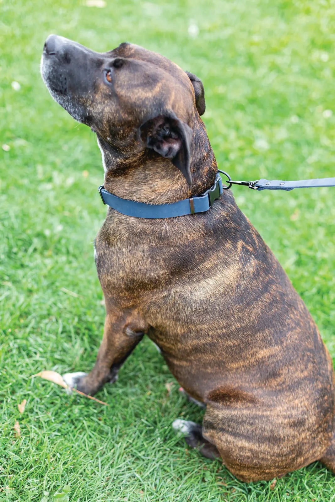 Brindle dog wearing a blue leather leash sits on green grass, looking upwards with a relaxed demeanor.