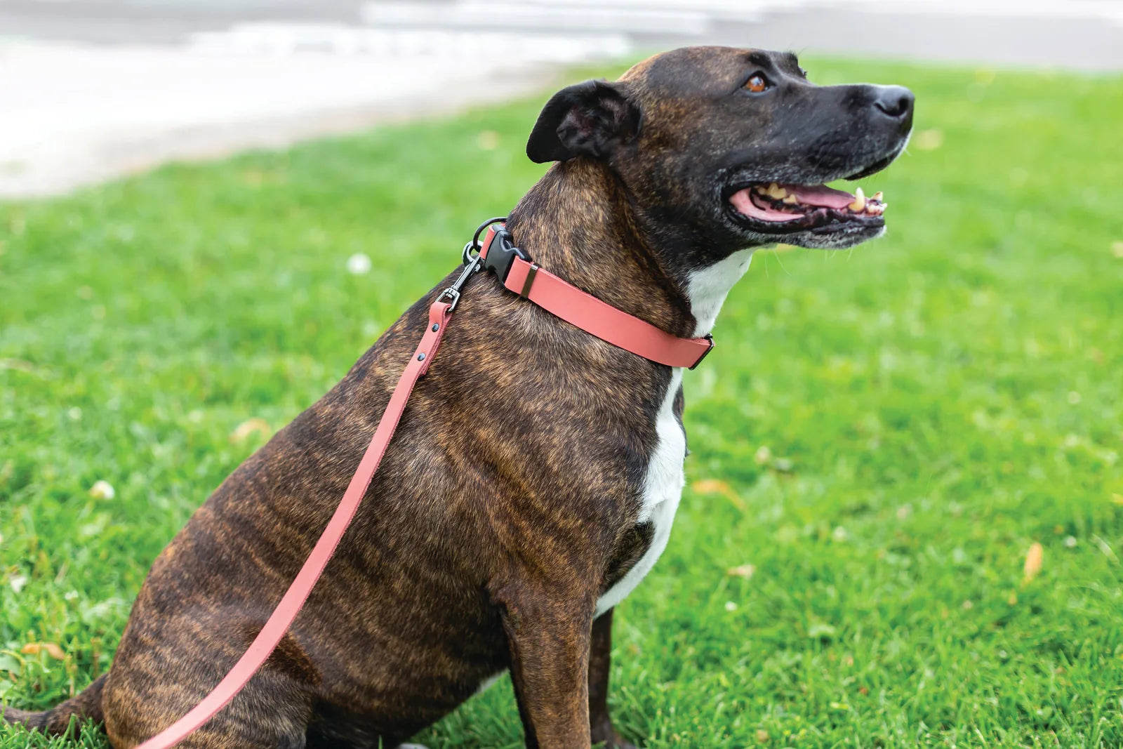 Sport style coral reef leather dog collar in coral on a brindle dog, set against a green grass backdrop.
