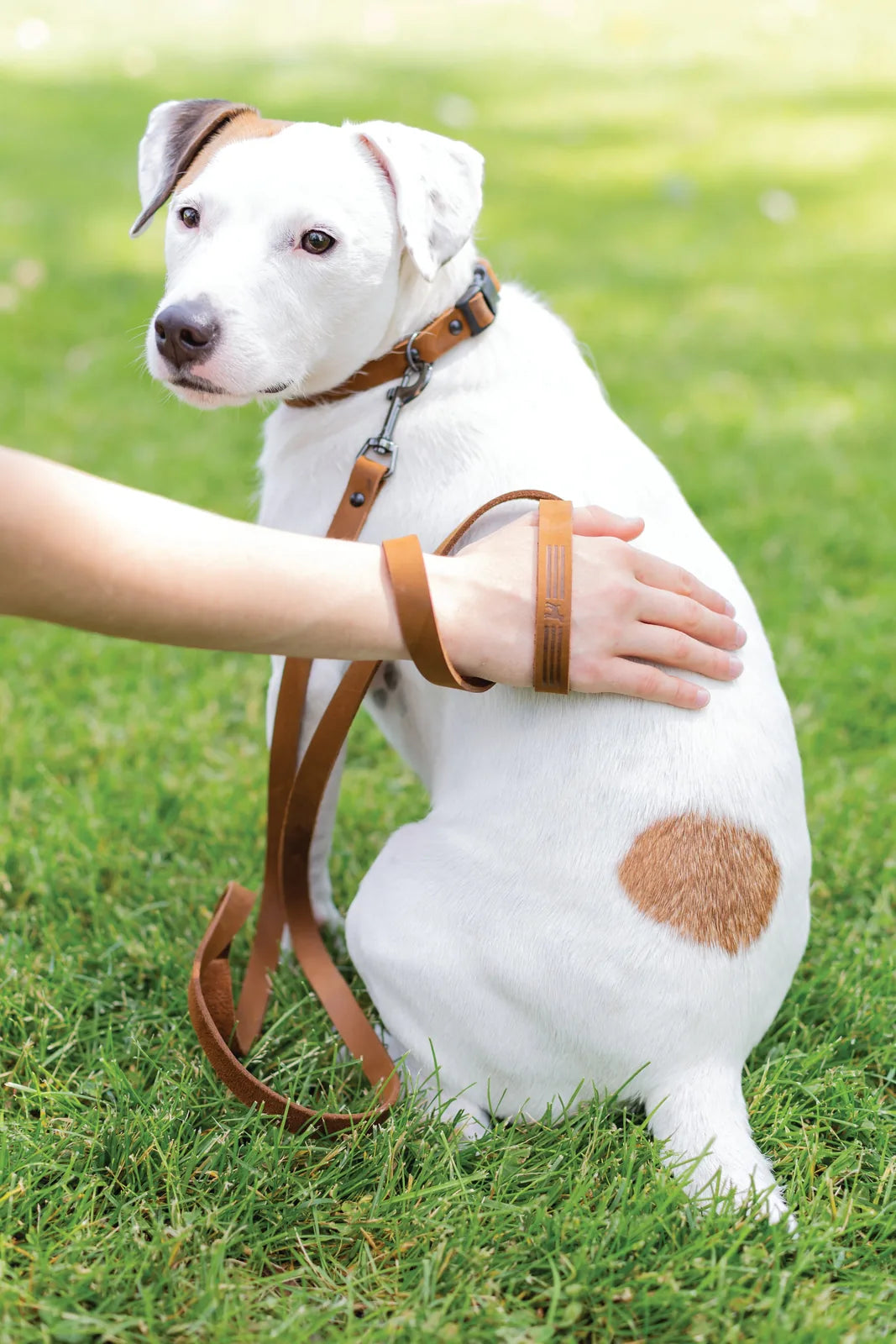 Earth brown leather dog leash held by a person next to a white dog with a brown patch, sitting on green grass.