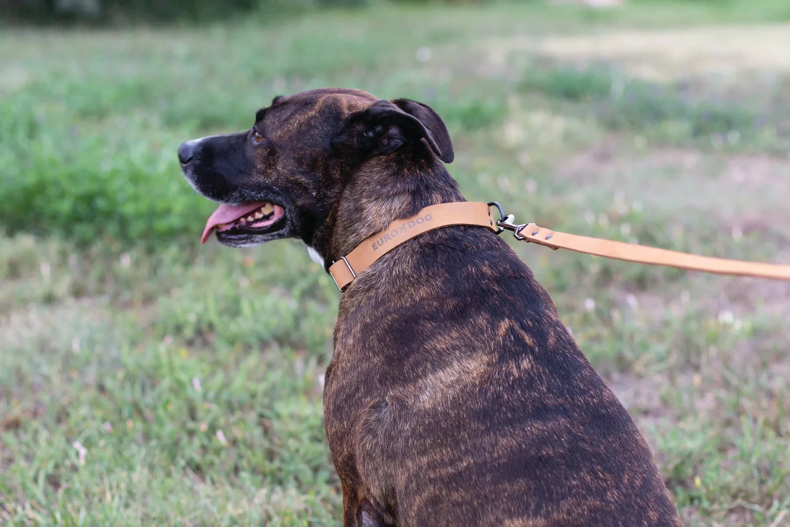 Khaki leather dog collar on a brindle dog, showcasing durable material and sporty design during an outdoor walk.