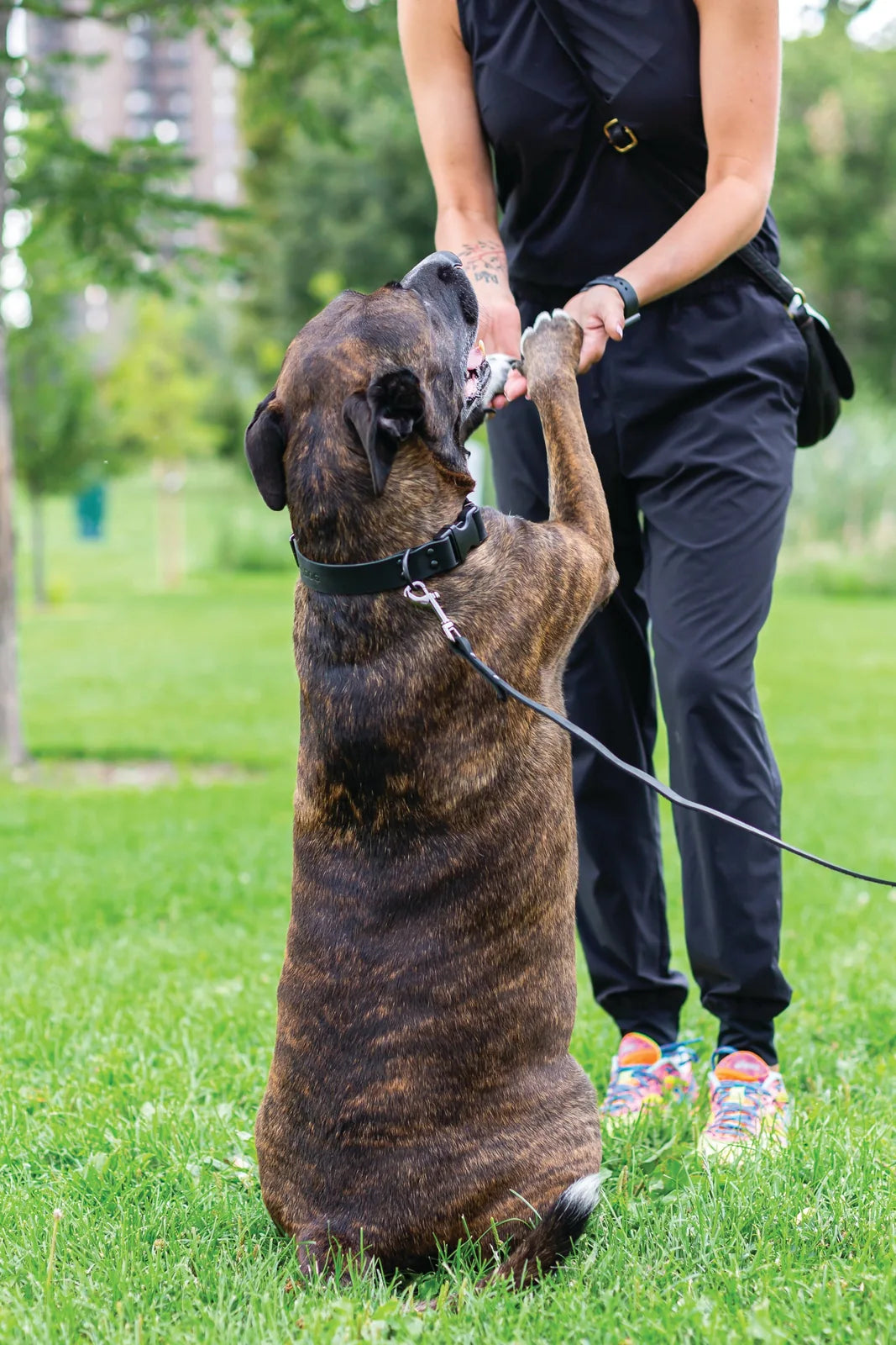 Brindle dog wearing a black leather leash interacts playfully with a person in a park setting.