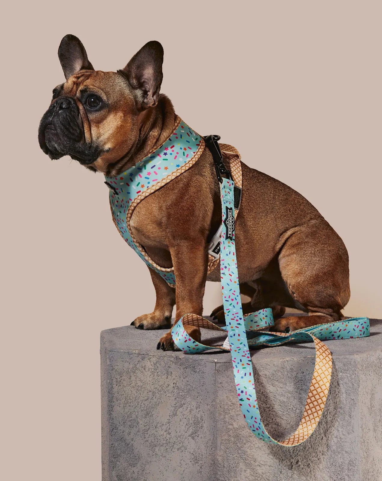 Sprinkle Me Blue dog leash featuring a confetti design, durable polyester, and a comfy neoprene handle, shown on a seated...