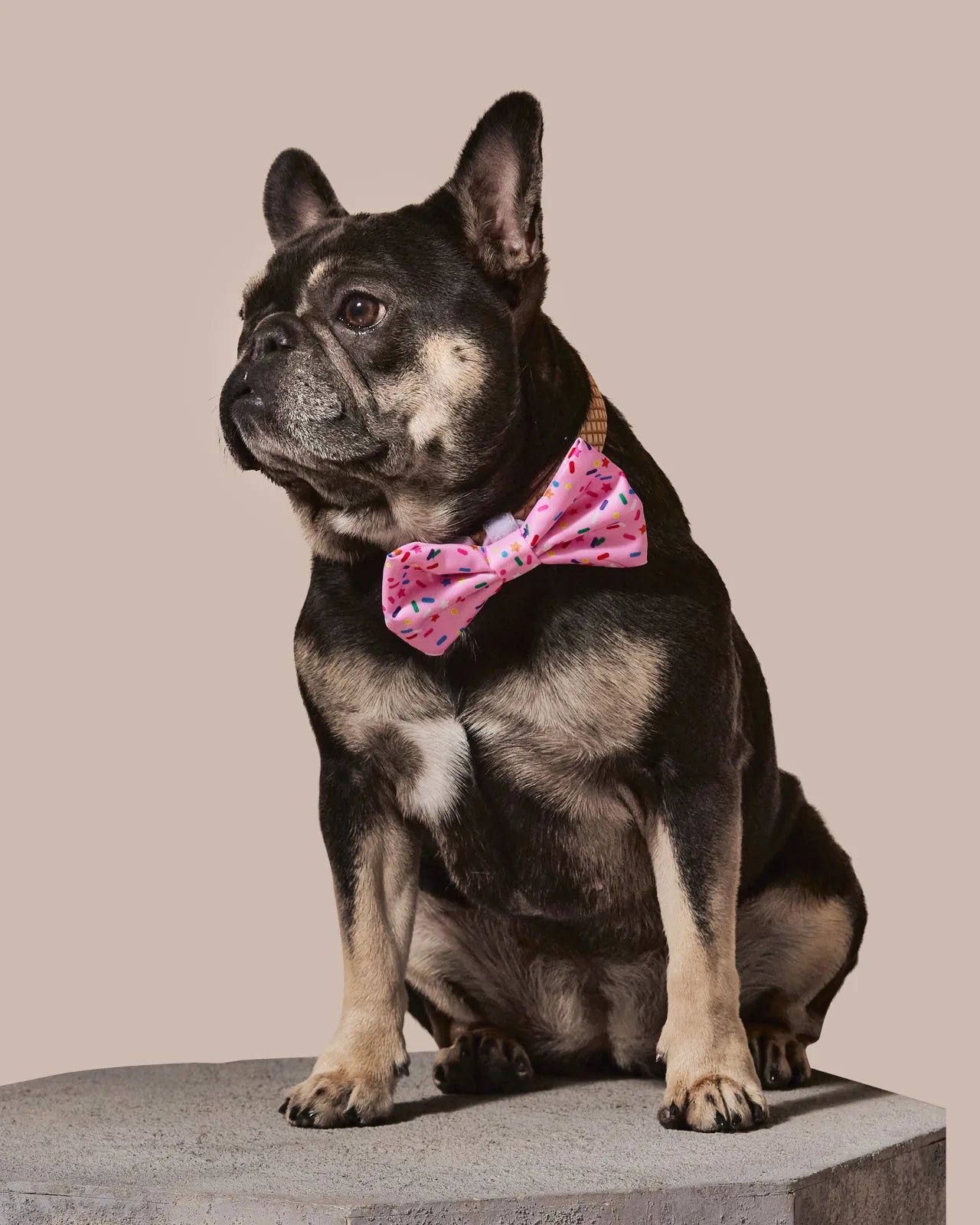 Black French Bulldog wearing a pink Sprinkle Me Pink bowtie with colorful sprinkles, sitting on a gray pedestal.