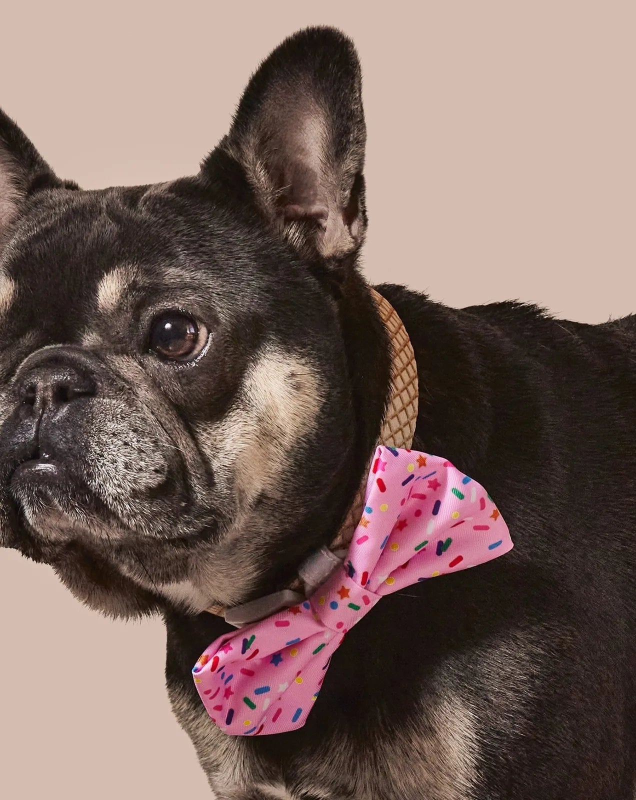 Black dog wearing a tan collar and a pink bowtie with colorful sprinkles on a neutral background.