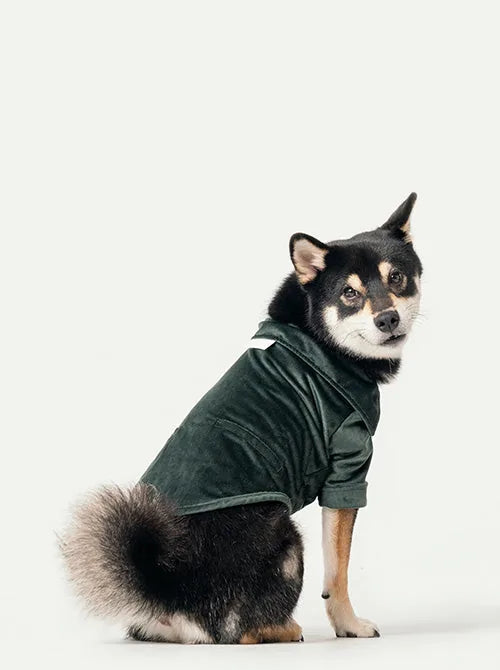 Green velvet dog shirt with an exaggerated collar, showcasing a stylish fit on a Shiba Inu.
