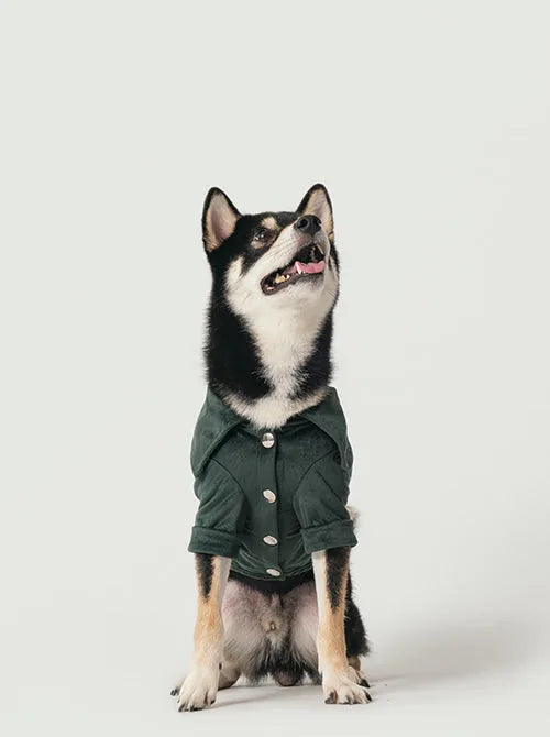 Black and tan dog wearing a green striped velvet shirt with an exaggerated collar and logo snap closures, sitting happily.