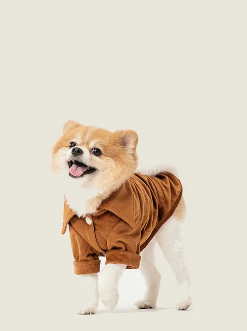 Pomeranian wearing a soft orange striped velvet shirt with an exaggerated collar and snap closures, happily posing.
