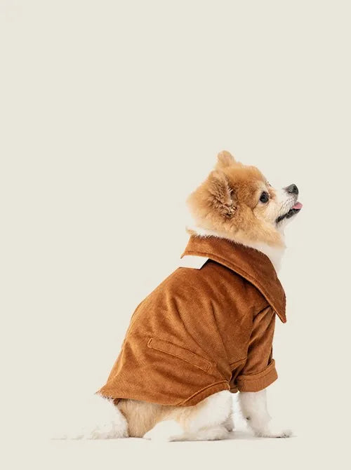 A small dog in a soft orange corduroy shirt with a large collar, sitting sideways against a light background.