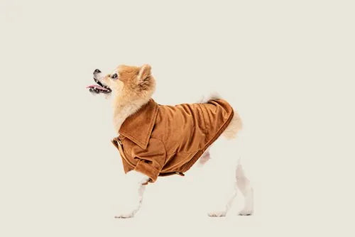 Orange velvet Stainway Shirt with exaggerated collar, worn by a happy Pomeranian, showcasing its stylish design.
